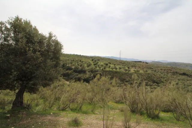 FINCA EN CORTIJO SAN JERÓNIMO (BARTODANO) — 46