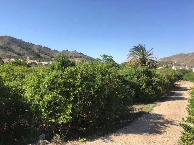 SE VENDE TERRENO PLANTADO DE LIMONEROS — 12
