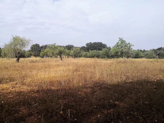 Finca rústica edificable en Cas Concos - foto 2