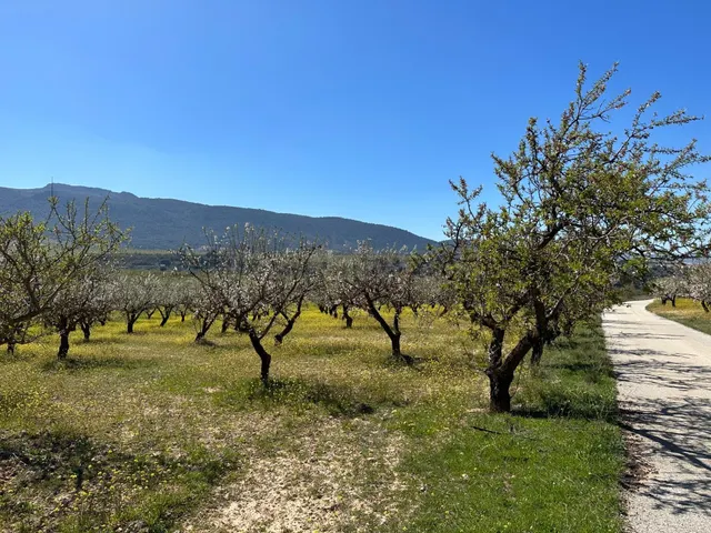 VENTA DE FINCA RUSTICA DE 6,5 HECTAREAS DE ALMENDROS Y ALGUNOS OLIVOS EN DILAR — 2