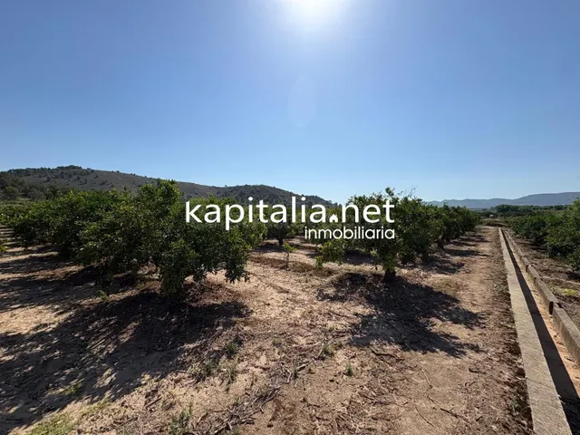 FINCA DE NARANJOS A LA VENTA EN XATIVA - foto 5