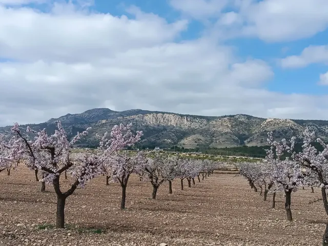 Parcela en venta en Pinoso, Comunidad Valenciana