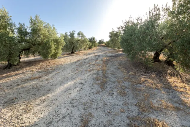 Terreno rural en venta - Alfacar — 32