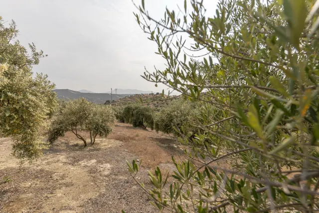 Olivar en venta - JAYENA — 9