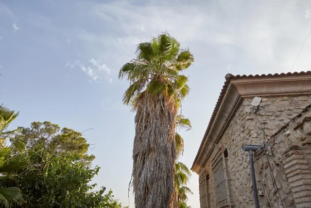 ESPECTACULAR FINCA CON CASAS Y OLIVAR CERCA DE JAÉN - foto 3