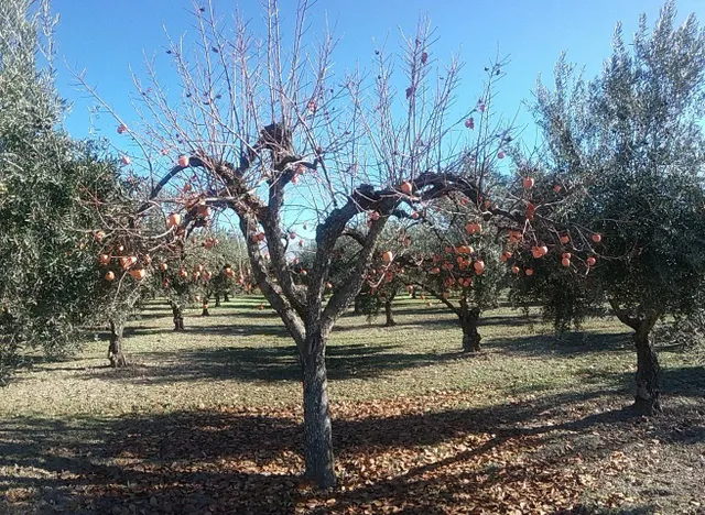 OLIVAR EN LA ZUBIA DE 3.597 M2 — 13