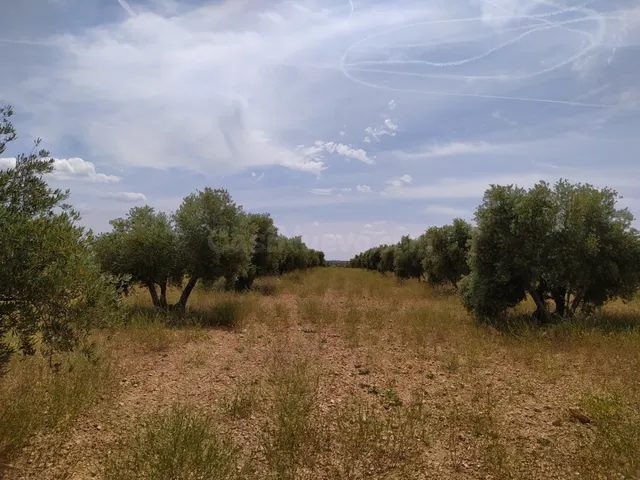 Se vende finca rustica destinada a olivo, la finca cuenta co