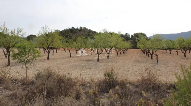 VENTA DE TERRENO EN SAX — 7