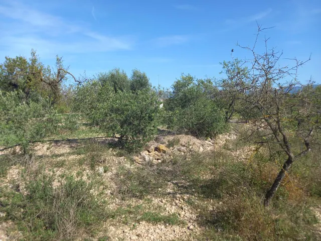 OCASION FINCA RUSTICA DE REGADIO CON VIVIENDA A 1,5 kM. DE MORA D´EBRE — 27