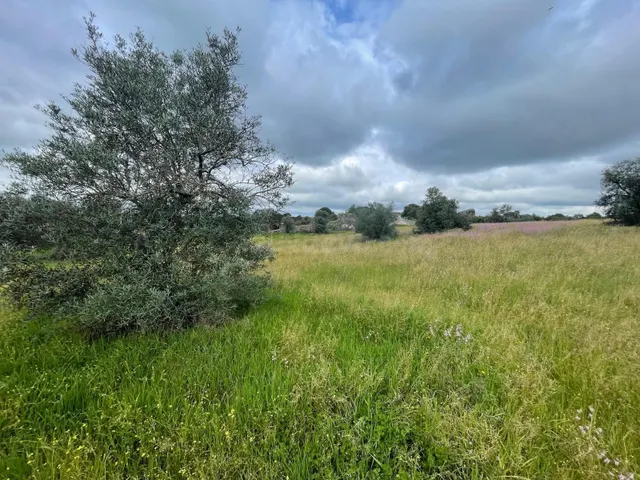 Terreno rural Malpartida de Cáceres - foto 4