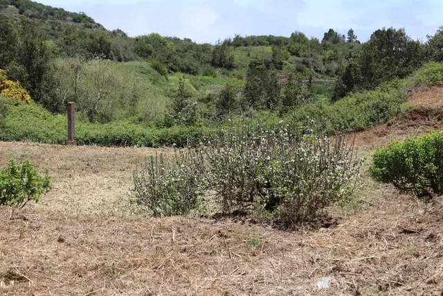 Terreno Agrario en Venta â Zona de Erjos (municipio de Los Silos / El Tanque) — 12