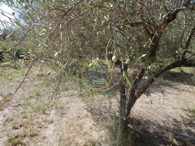 OPORTUNIDAD PARCELA DE REGADÍO CON ÁRBOLES FRUTALES EN PLENA PRODUCCION EN ONTINYENT — 4