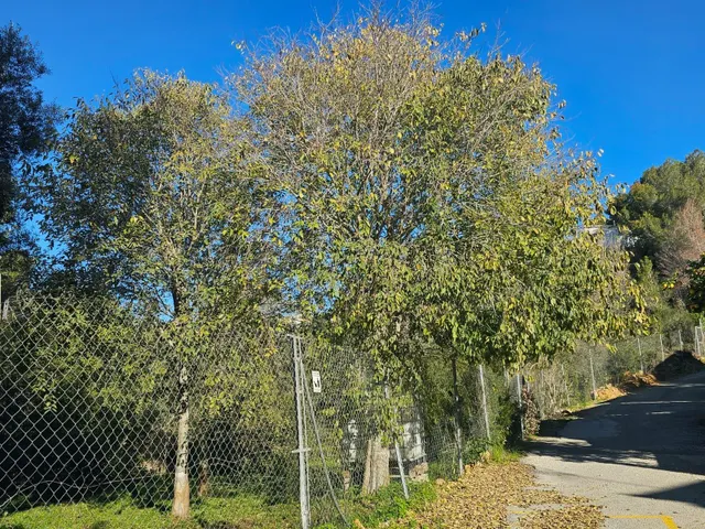 Terreno en venta cerca del Montgó — 11