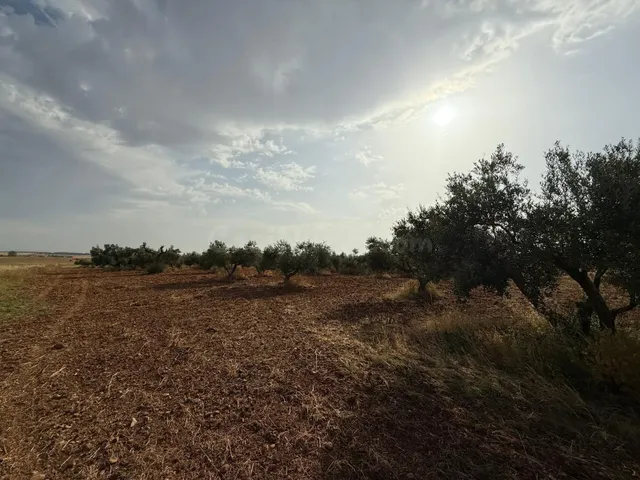 Parcela de Olivar en el término de Carmona!!