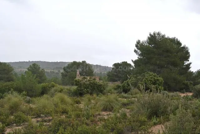 Parcela en venta - Ayuntamiento - foto 2