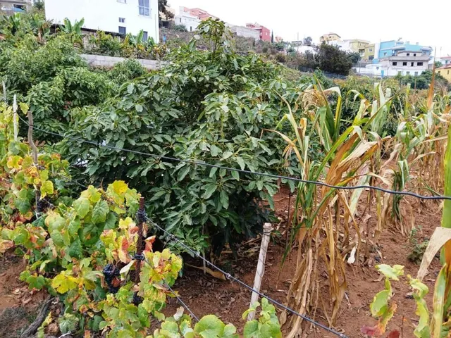 Terreno rural en La Corujera, Santa Úrsula — 12