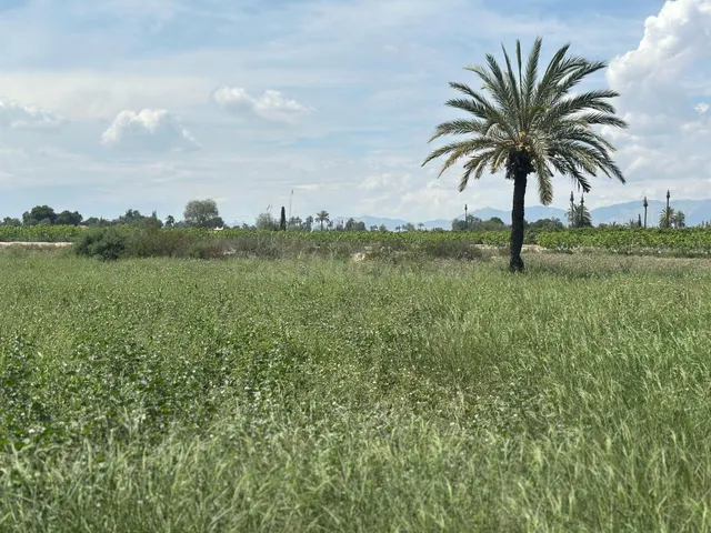 Terreno Rústico en Partida Daimes – 11.000 m2 en Camí Fondo  - foto 2