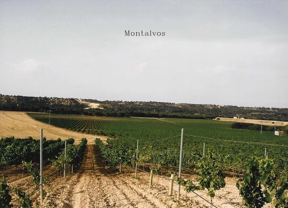 2 terrenos rústicos de uso agrario con un total de 324.946 m2 (32,49 Hectáreas) actualmente viñedos