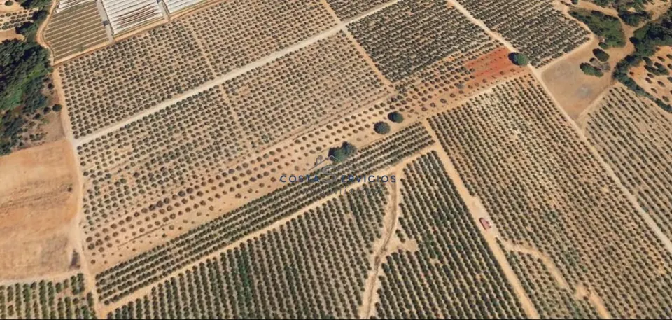 Terreno agrario 1Hectarea
