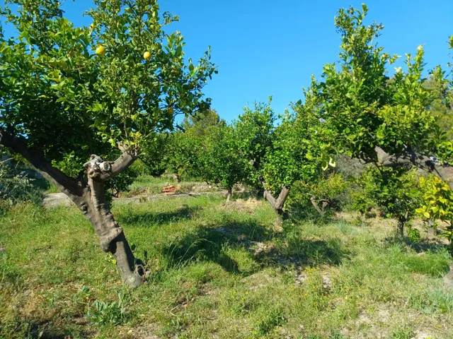 PARCELA DE TERRENO CON CASA CONSTRUIDA Y ARBOLES FRUTALES — 6