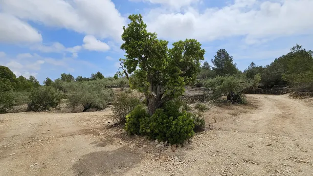 Finca rústica de 30.000 m2 en plena naturaleza a solo 6 km del mar en l’Ametlla de Mar — 3