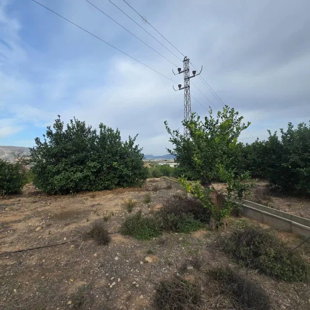 Finca rústica en Blanca | limoneros en producción y para construir vivienda — 7