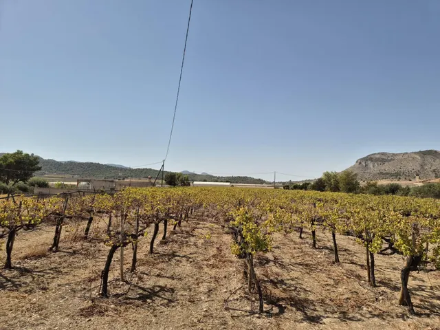 Finca con 1.200 viñas y gran potencial de desarrollo cerca de Aspe — 7