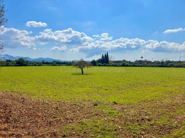 Finca rústica de 14.884 m2 entre Porreres y Felanitx con esp - foto 5