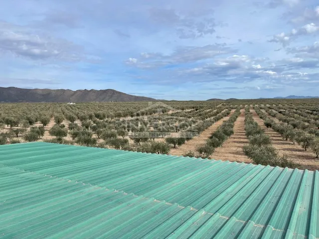 FINCA DE OLIVOS EN ULEILA DEL CAMPO - foto 3