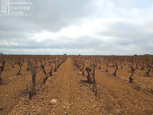 Se venden 16 hectareas de viña en la zona de cantivano y Min - foto 3