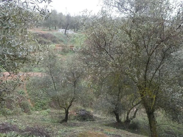Finca rústica en Peligros – Ideal inversión o explotación agrícola — 2