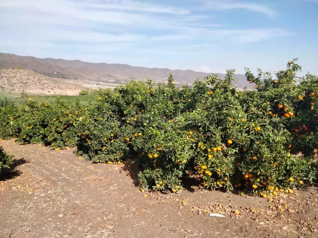 Terreno rural en venta - Marina de Cope - foto 3