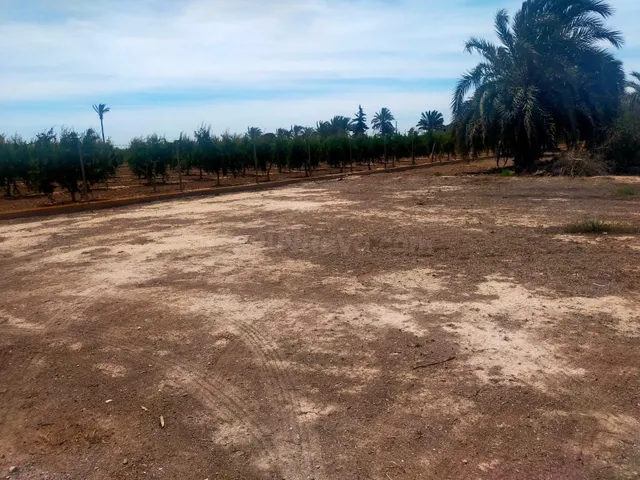 parcela muy bien comunicada y con riego por goteo - foto 2