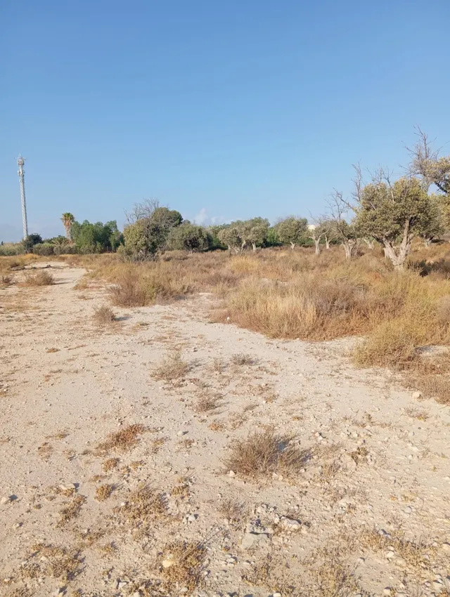 Terreno rural cultivable cerca del pueblo de Mutxamel — 5