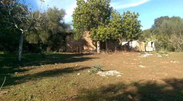 Finca Rústica con caseta de aperos - foto 5