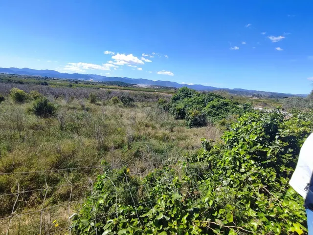FINCA DE NARANJOS - foto 5