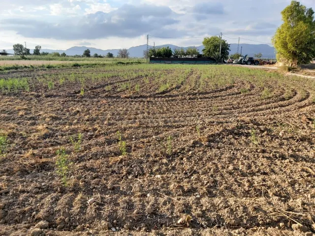 FANTASTICO TERRENO EN CREVILLENTE, ALICANTE, COSTA BLANCA SU - foto 4