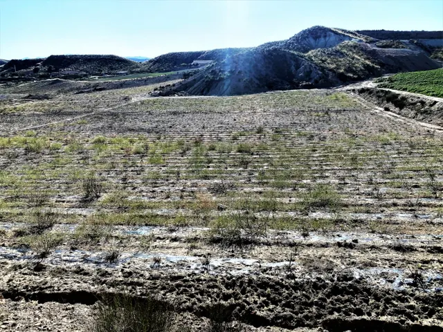 Parcela cultivada en producción — 23