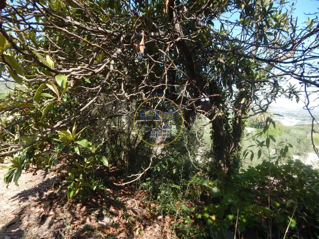 OPORTUNIDAD PARCELA DE REGADÍO CON ÁRBOLES FRUTALES EN PLENA PRODUCCION EN ONTINYENT — 14
