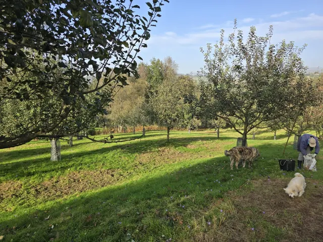 POMARADA 11.757 M2 EN VENTA EN BENDICIÓN SIERO A 15 MIN DE O - foto 5