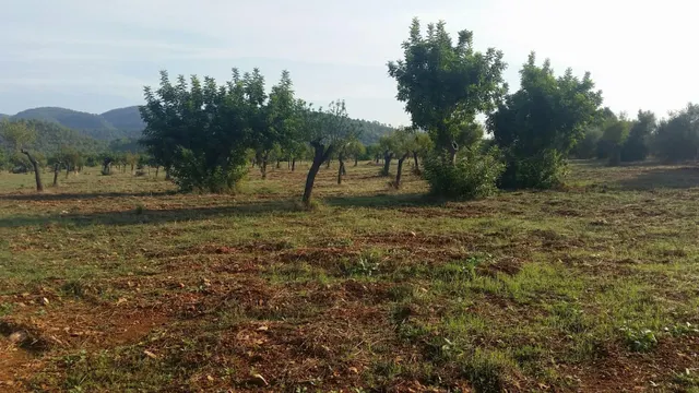 Finca con licencia — 5