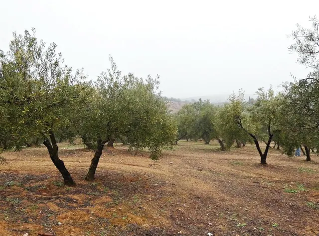 Finca rústica en Peligros – Excelente ubicación y acceso — 7