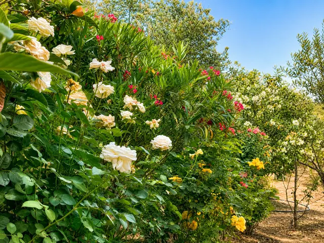 En venta maravillosa finca Rustica de Olivos — 49
