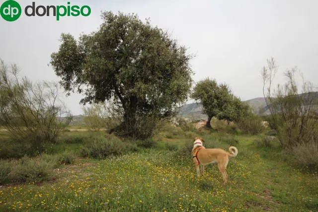 FINCA EN CORTIJO SAN JERÓNIMO (BARTODANO) — 16