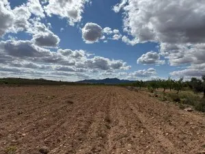 Terreno en pinoso - foto 5