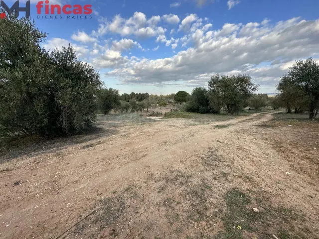 Precioso Olivar de secano 100 patas aprox . y 3.600 Mt2 de p - foto 5