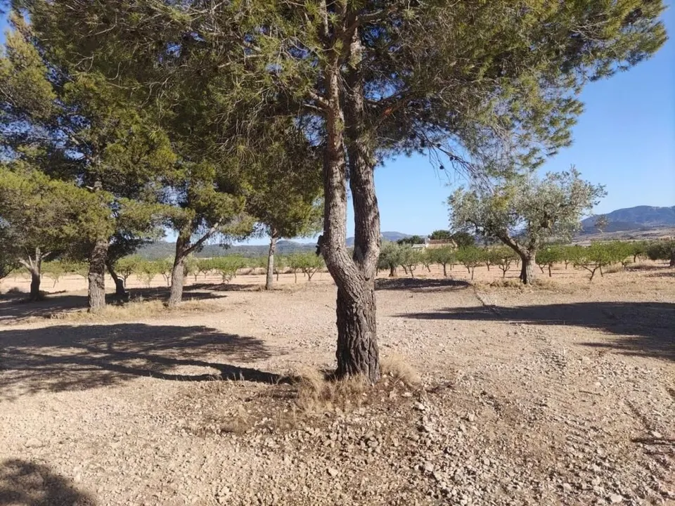 Parcela en venta - Comunidad valenciana
