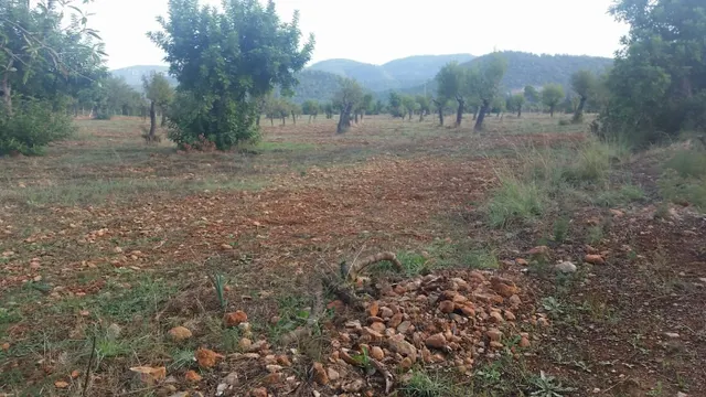 Finca con licencia — 6