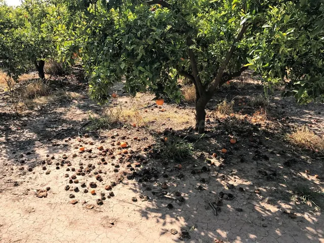 Magnifica finca de naranjos en plena producción - foto 2
