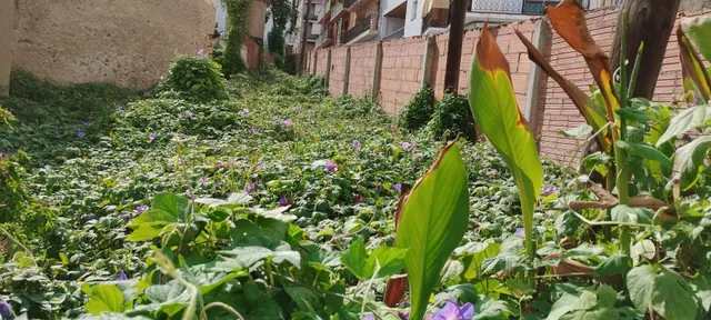 SOLAR URBANIZABLE CANET DE MAR — 10